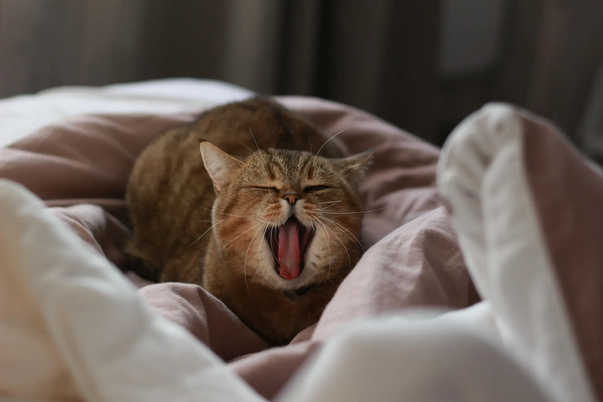 A cat is laying in a bed yawning.