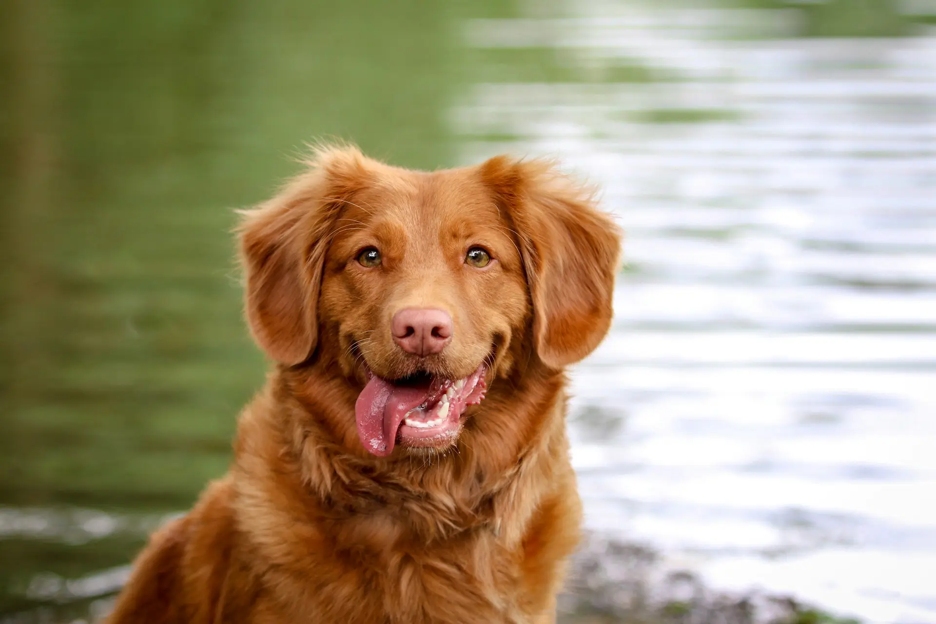A brown dog sitting by a body of water smiling.
