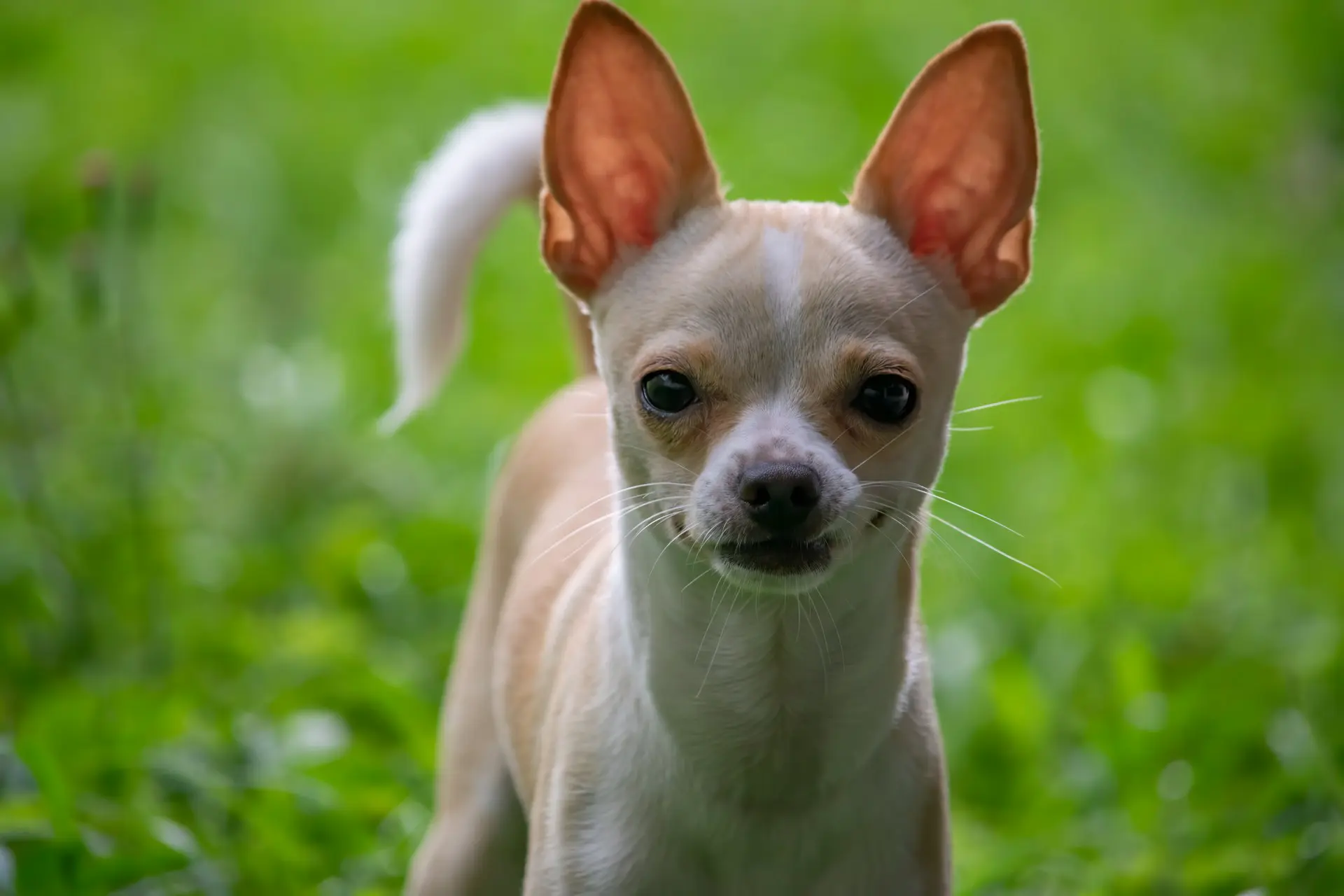 A small tan chihuahua is outside standing in the grass.