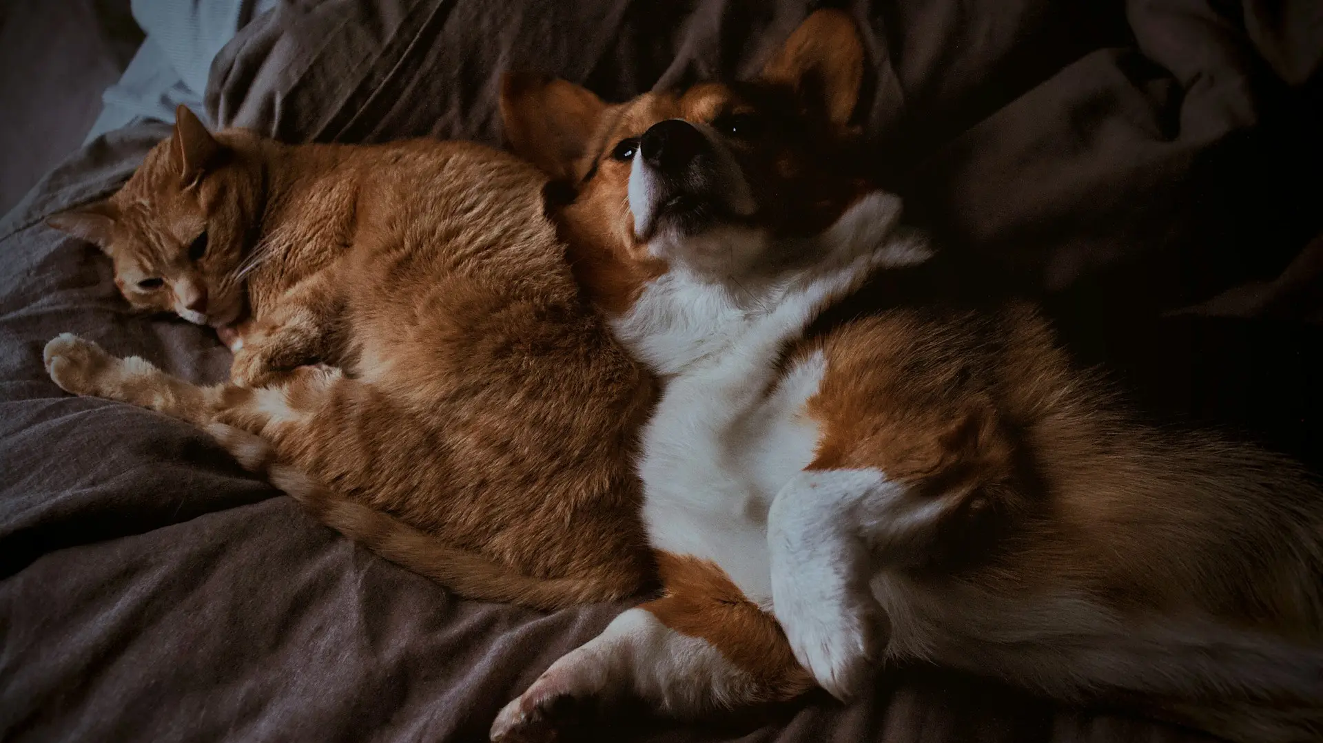 An orange cat and a corgi are laying together.