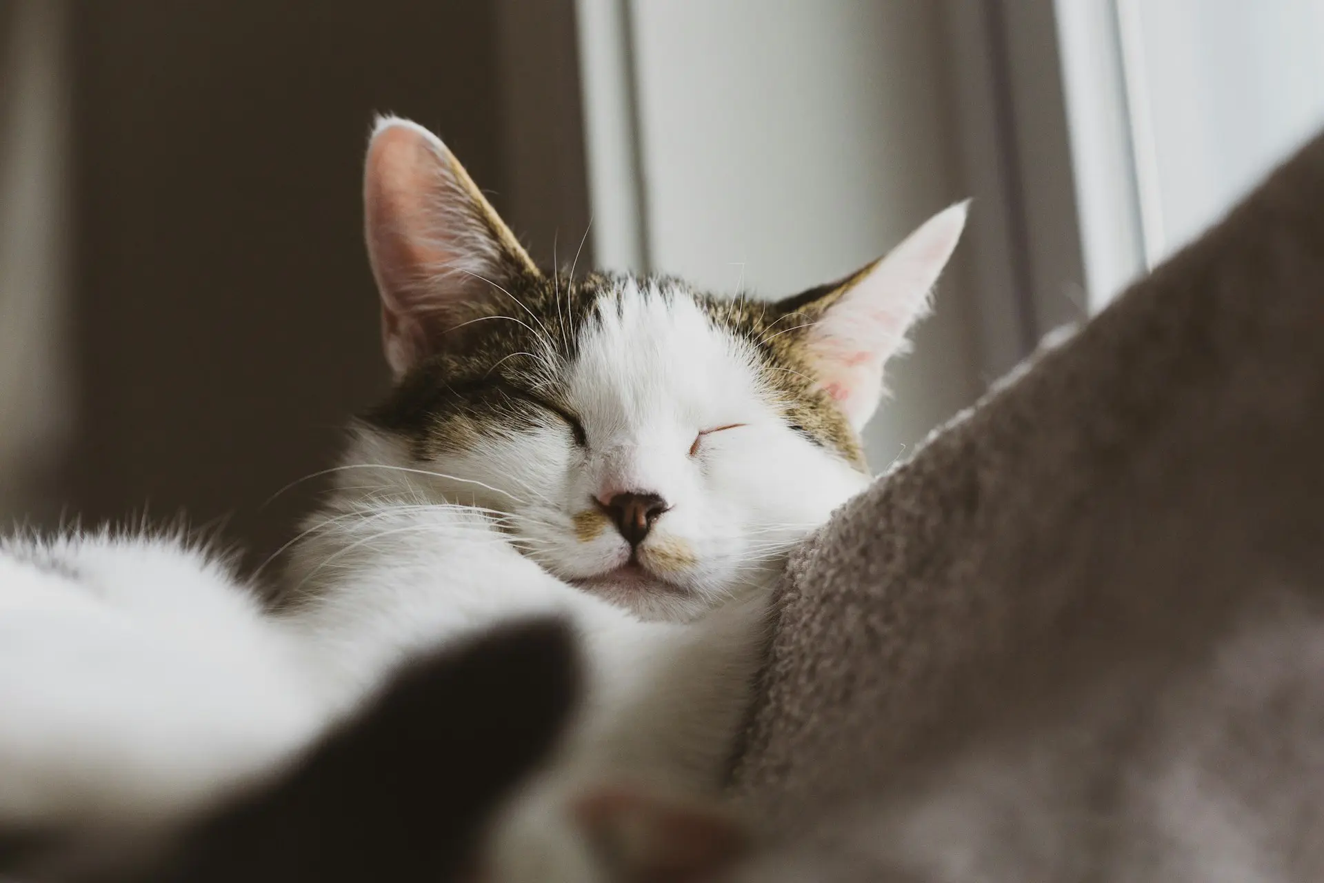 A cat is sleeping peacefully at home after oral surgery.