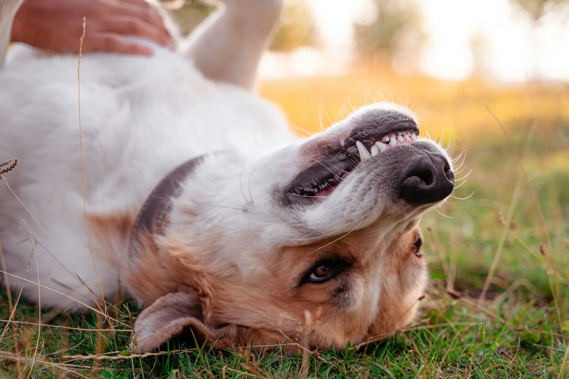 A dog is laying on his back in the grass getting belly rubs.