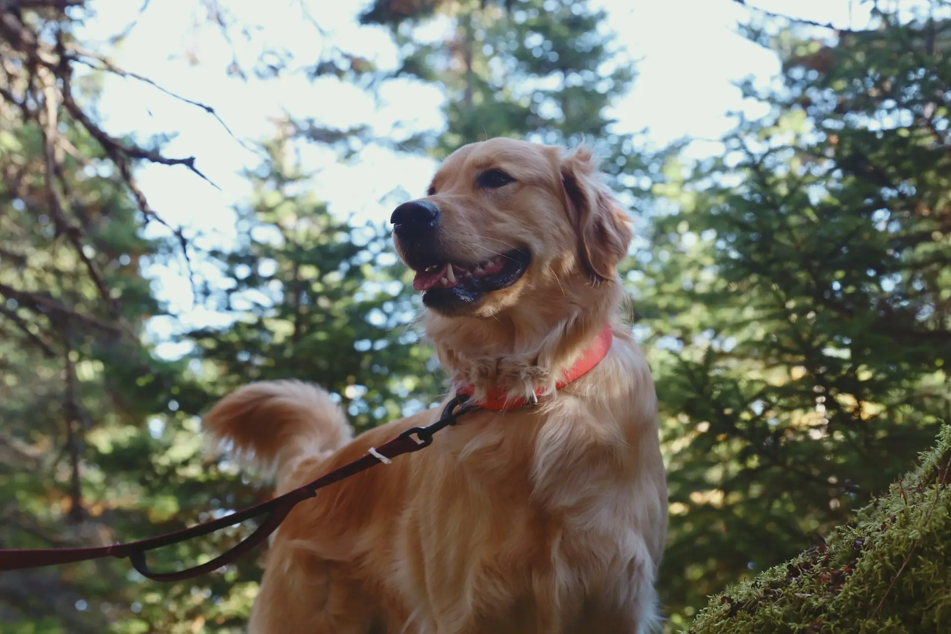 A dog is on a leash going on dog-friendly hikes in the woods.