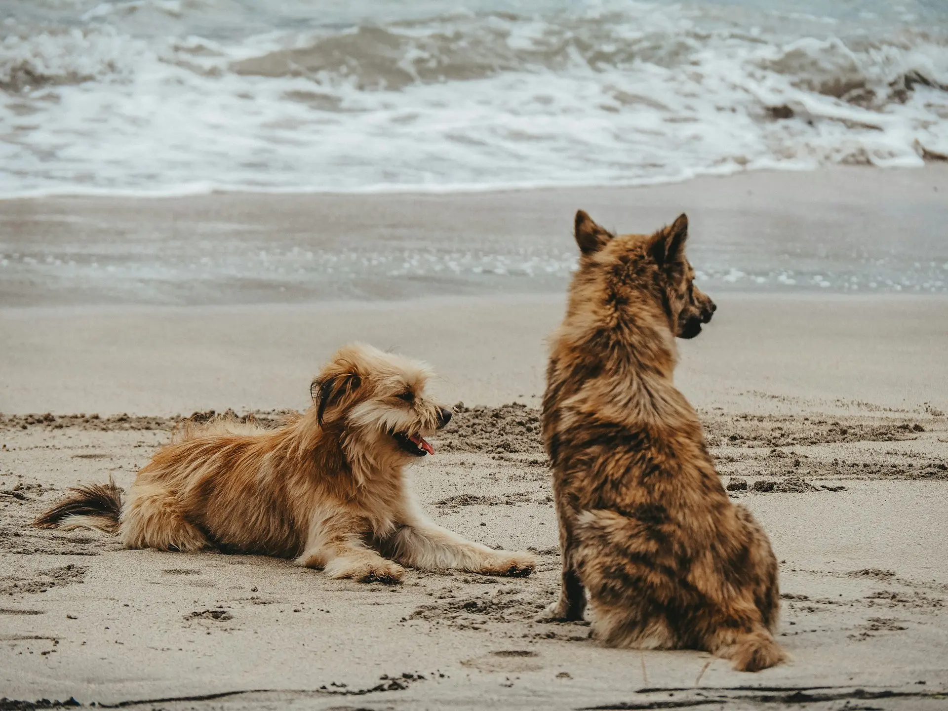 Two dogs are relaxing in the sand at the beach.