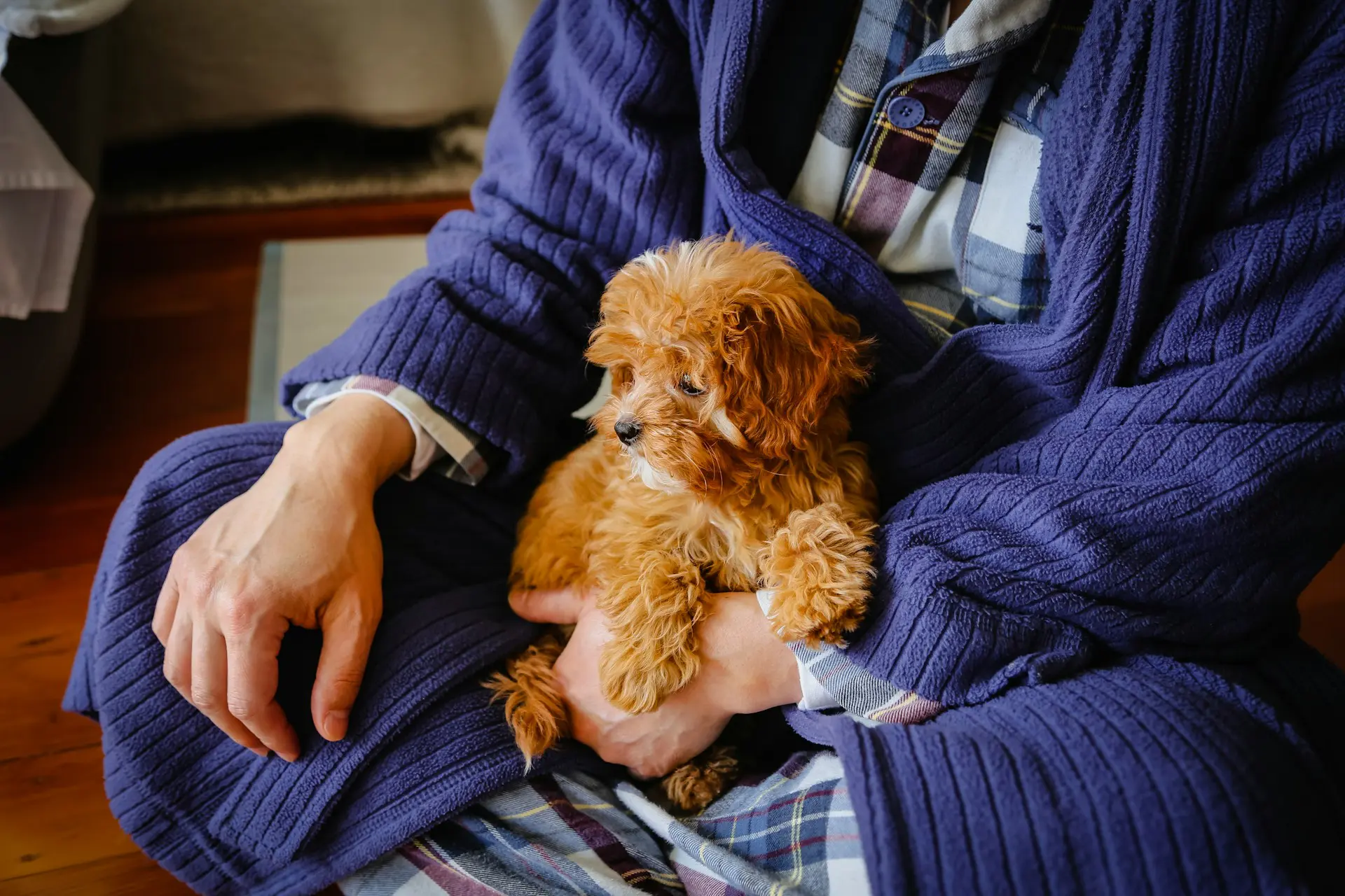 A dog is sitting in her owner's lap.
