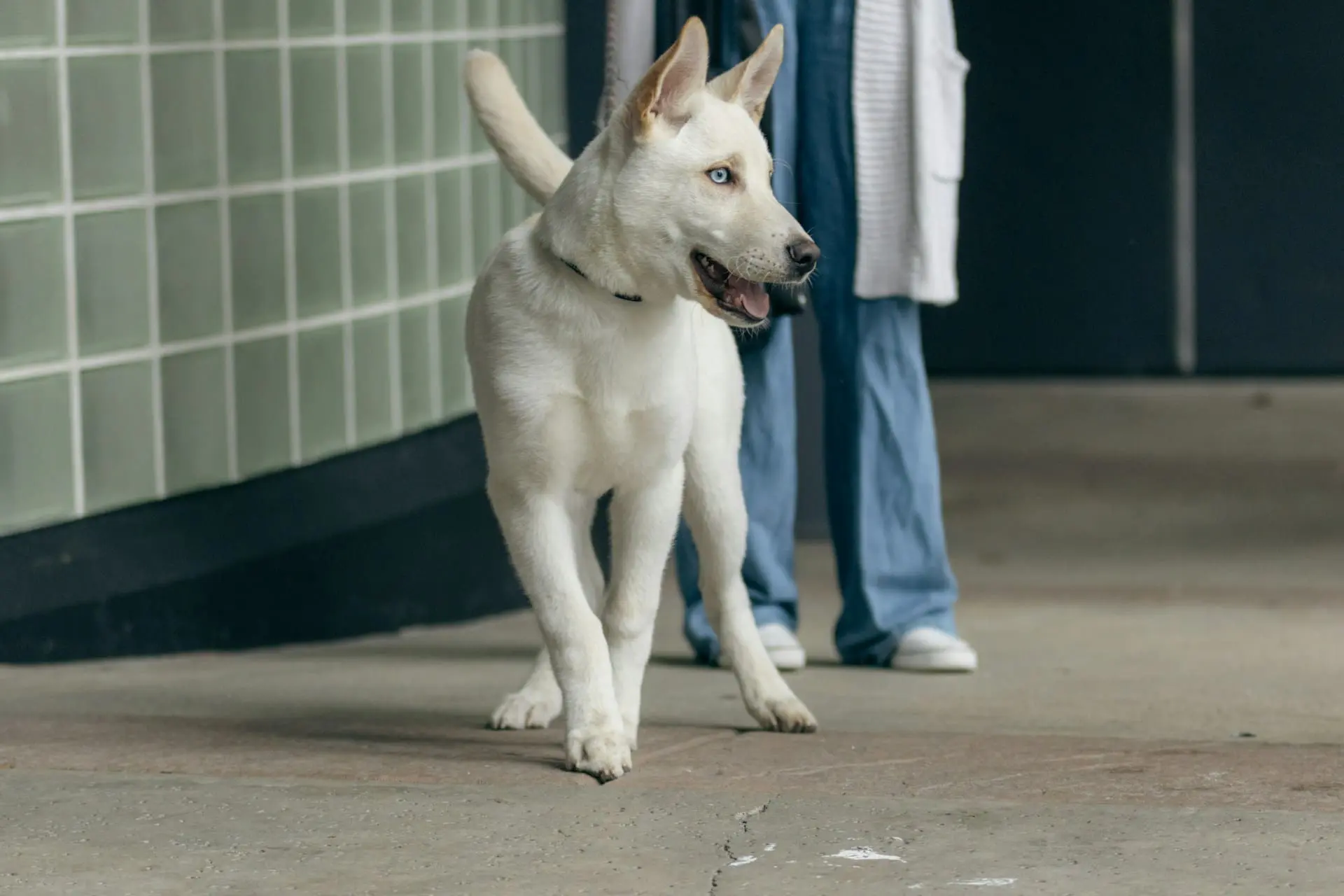 A vet is walking a white dog down a hallway.