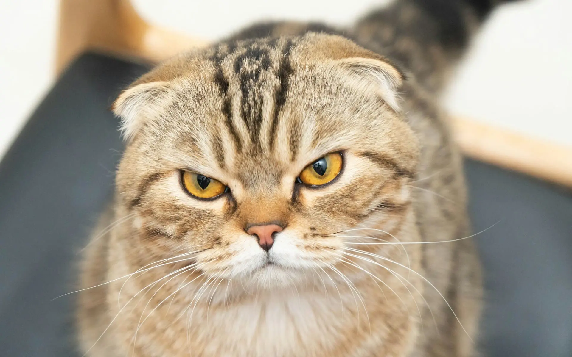 a cat that looks angry possibly in dental pain