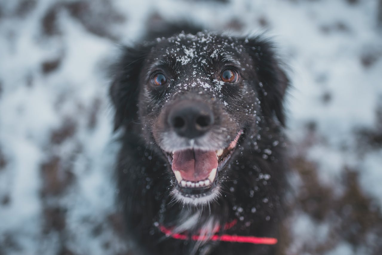 A black dog sitting in snow panting and showing teeth
