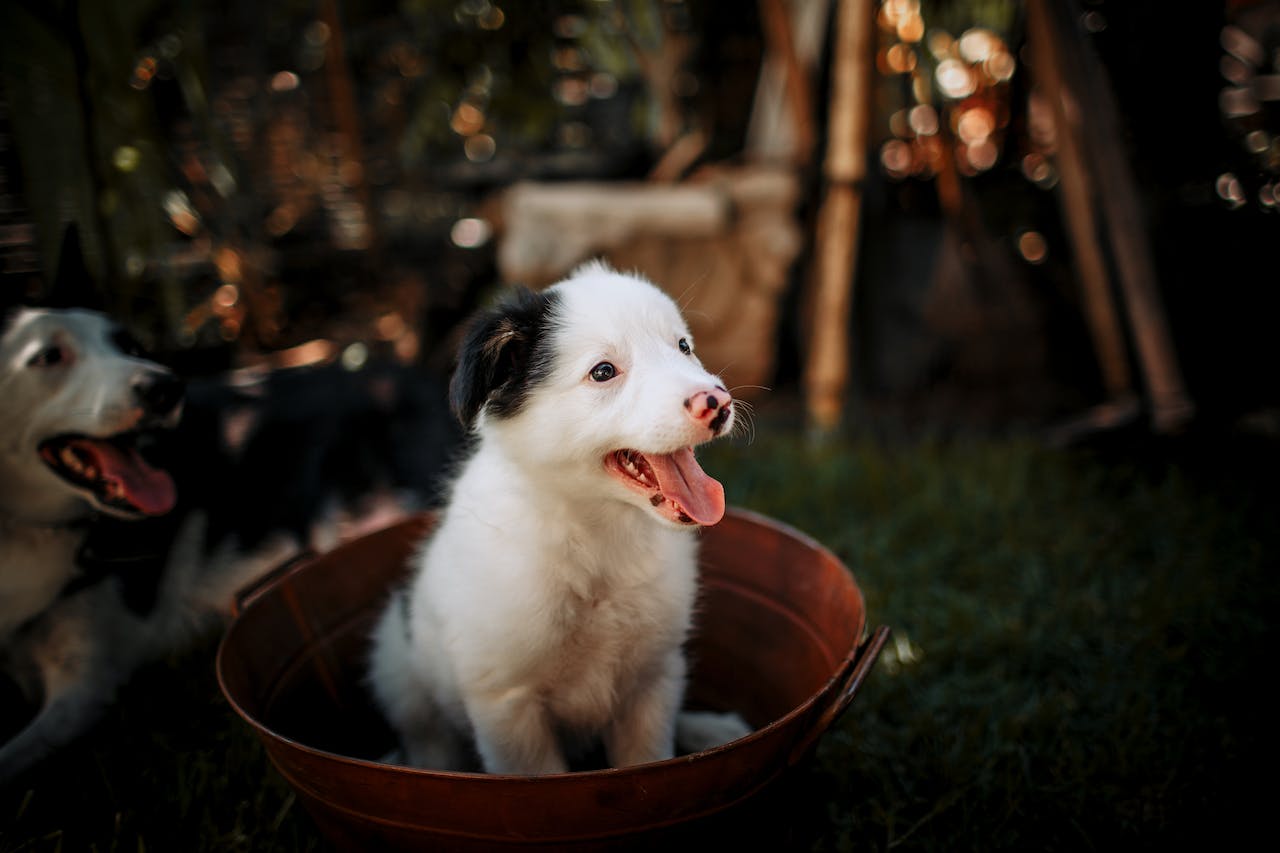 A small black and white puppy sitting in a brown tub showing its puppy teeth