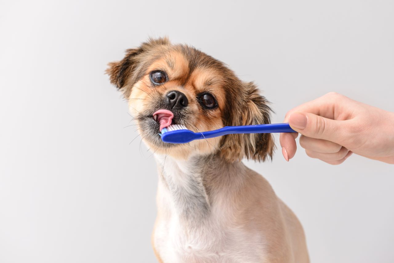 A small dog getting used to having teeth brushed