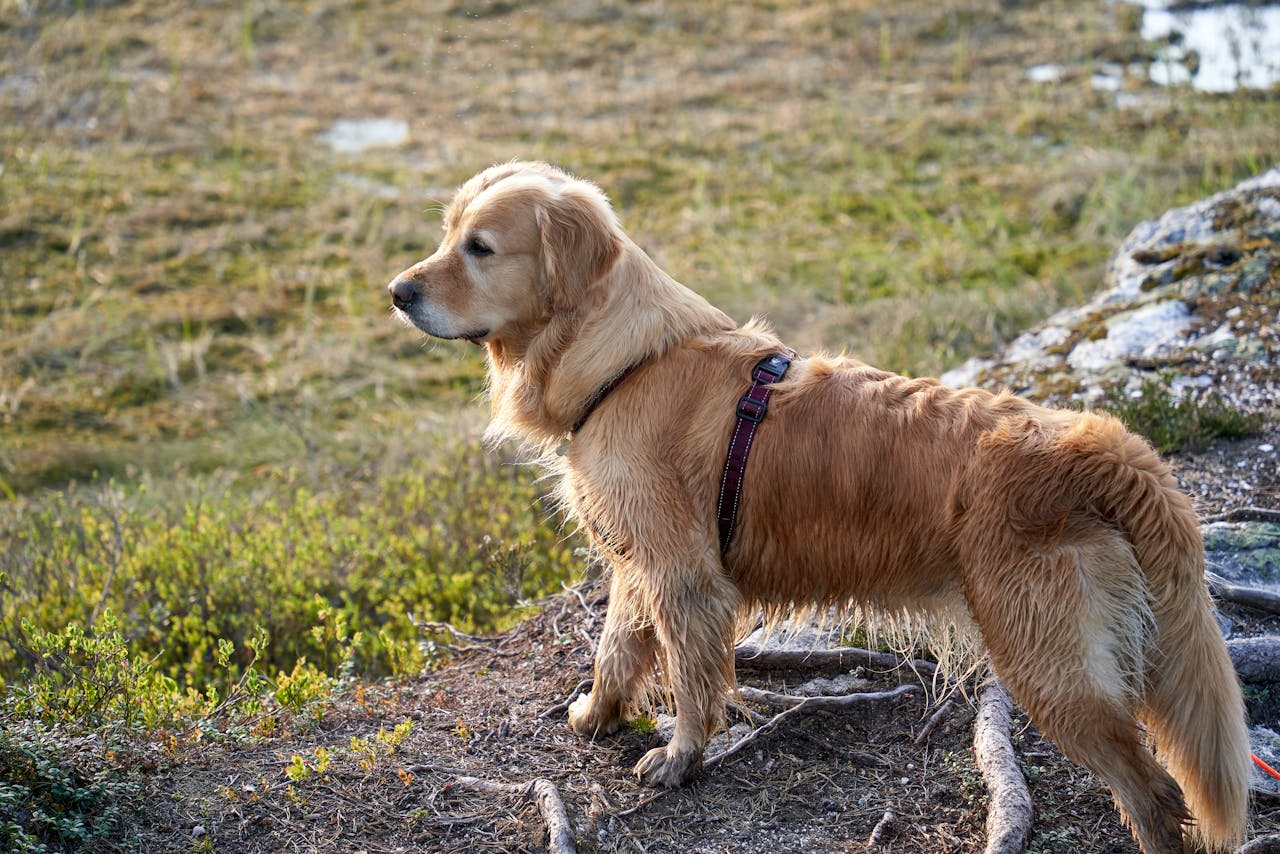 A tan colored dog on a dog-friendly hiking trail in Birmingham