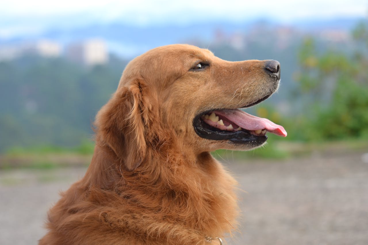 A side profile of golden retriever with tongue hanging out