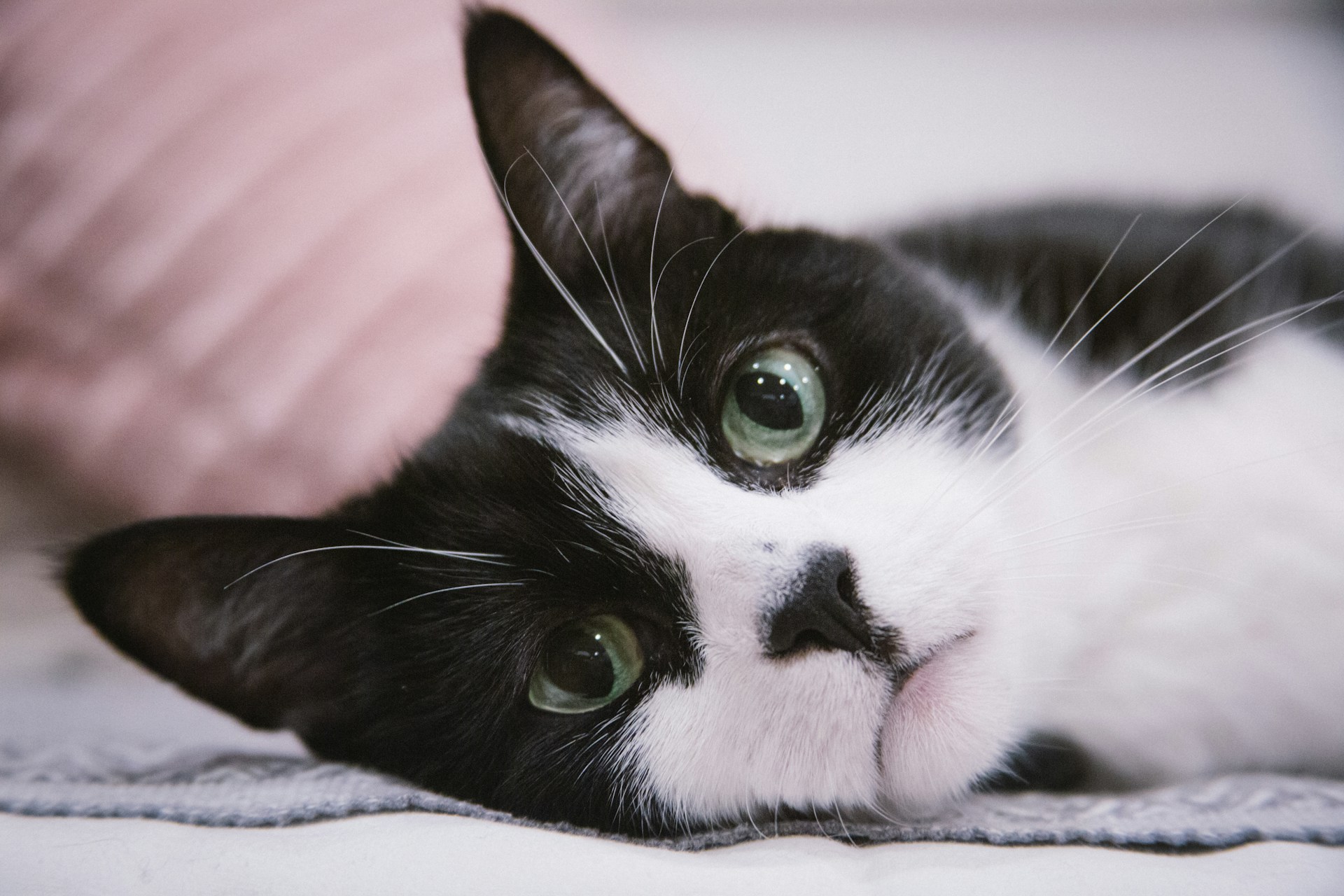 We explain how veterinarians diagnose and treat oral cysts in cats and dogs, and how to recognize the symptoms in your pet.